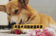 柯基犬训练全攻略：轻松打造听话小伙伴