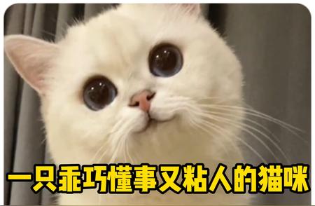 猫咪的魅力：乖巧懂事的背后故事