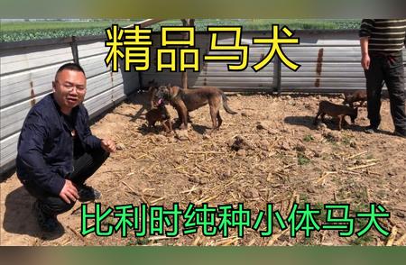 精选！纯种比利时马犬的魅力无法抗拒