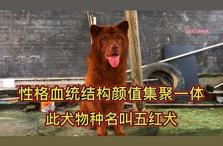 五红犬：中华田园犬的独特品种