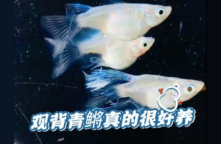 观背青鳉养殖秘诀：三点须知，轻松养出健康青鳉！