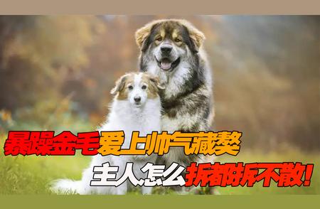 金毛与藏獒：跨越品种的浪漫约会