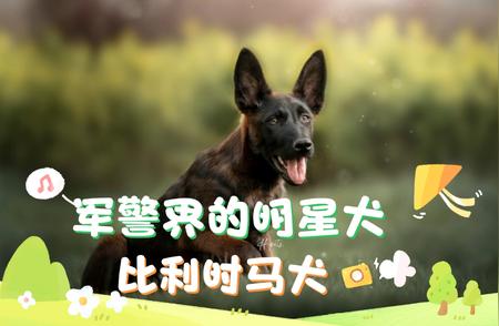 10个理由告诉你为何比利时马犬是军警界的明星犬种