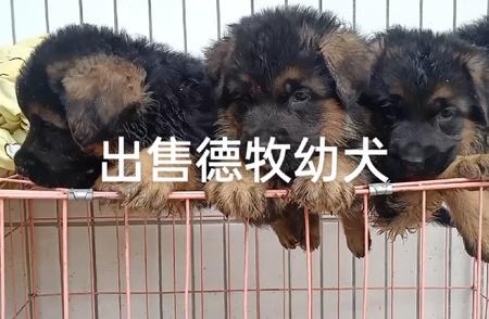 德牧幼犬出售：精选品质，健康可爱