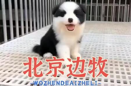 北京最专业的边牧犬舍大全