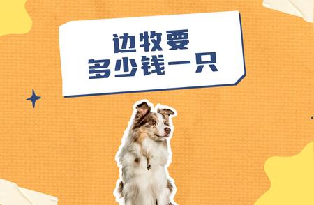 边境牧羊犬价格指南：了解边牧的市场价值