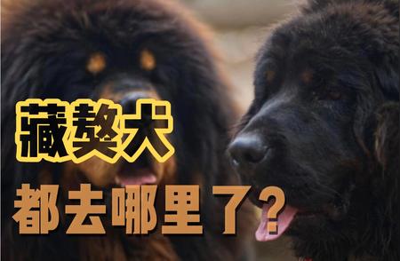 藏獒犬消失之谜：揭秘数量锐减背后的原因