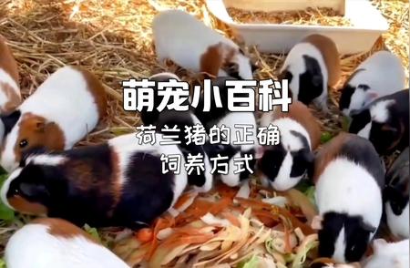 荷兰猪的饲养指南：打造温馨家园