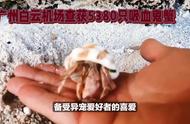 广州白云机场成功捕获5380只外来物种吸血鬼蟹
