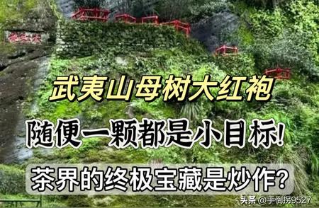 揭秘武夷山母树大红袍：小目标背后的茶界传奇