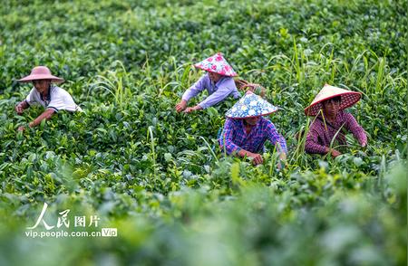 广西岑溪夏茶丰收，采摘季节忙不停歇