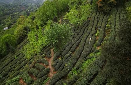 蒙顶甘露的原产地在哪里？探访茶叶的源头