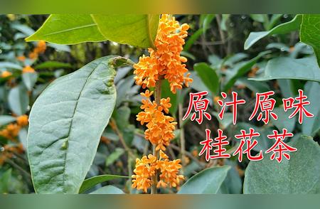 桂花飘香时：制作桂花茶的简易教程