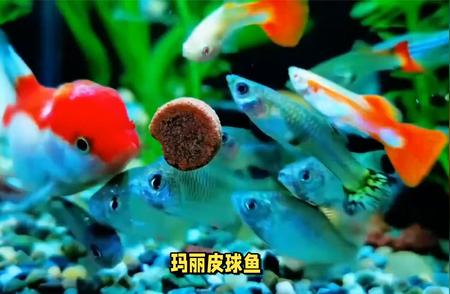 玛丽皮球鱼的主食揭秘！