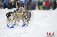 美国雪橇犬大赛精彩瞬间 犬星们的速度与激情