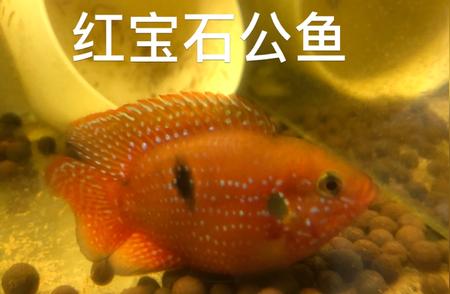 水族馆购买鱼类遭遇性别难题：为何只能买到公鱼？