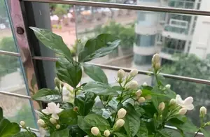 养茉莉花：秘技揭秘，让茉莉花开得繁花似锦！