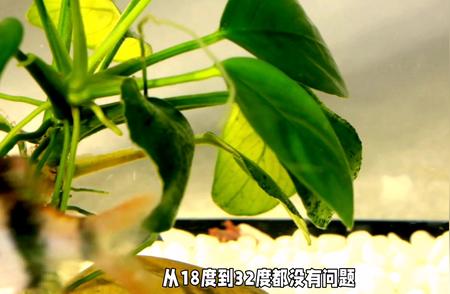 虎皮鱼的饲养方法与技巧