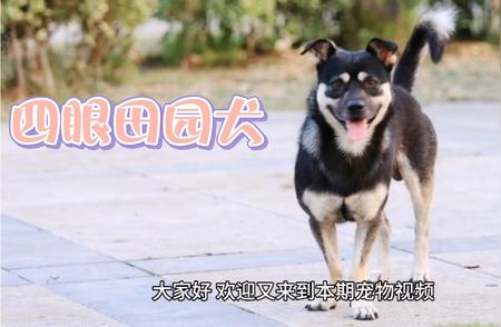 四眉田园犬：忠诚与智慧的完美结合