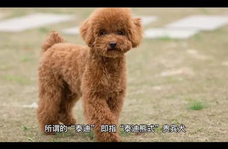 泰迪犬：深入了解这一受欢迎的犬种