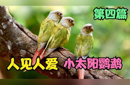 鹦鹉界的杂耍传奇：小太阳的魅力展现！