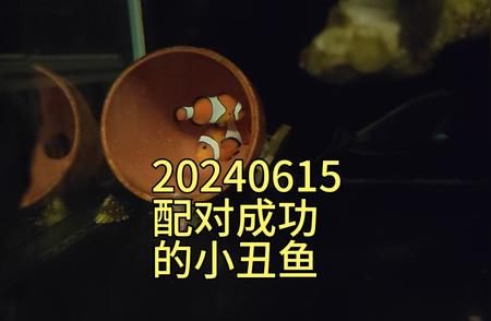 2024年小丑鱼的配对成功故事