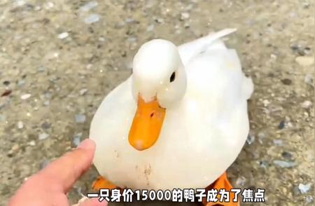 柯尔鸭：独特的宠物鸭品种