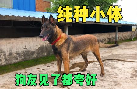 探索比利时：纯正血统小体马犬的绝佳魅力