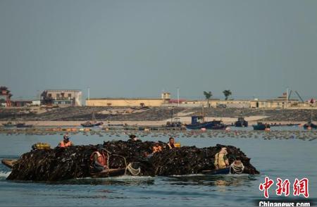 烟台长岛：揭秘“蓝色粮仓”建设背后的故事