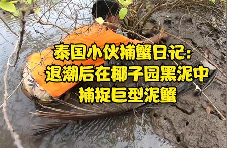 海水下溢区域巨型泥蟹捕捉纪实