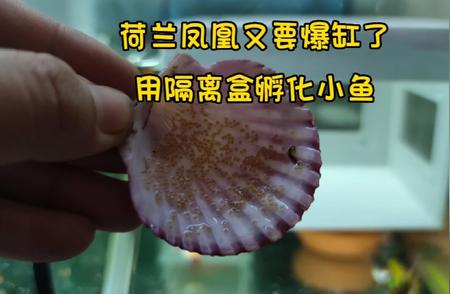 荷兰凤凰球繁殖：隔离盒孵化小鱼全攻略