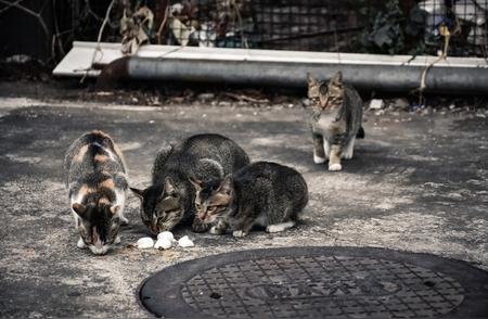 流浪猫狗无处不在，为何我们忽略了流浪观赏鱼的存在？