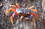 【动物世界全览】异孔亚派：拟地蟹的奇妙世界