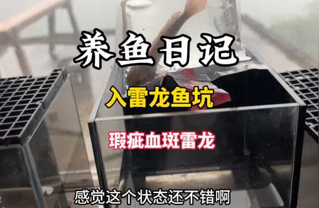 如何养护刚购买的带有血斑的雷龙鱼？