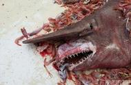 史前剑吻鲨重现：揭秘海洋十大奇特鱼类