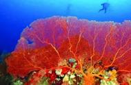 珊瑚礁消失后，海底世界将如何变化？