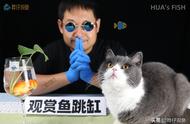 观赏鱼跳缸的解决方法：三种策略应对不同情况，让你轻松养宠物鱼