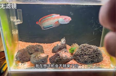 尝试让雷龙鱼饿两天，看看效果如何