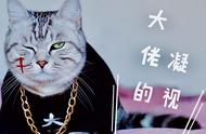 揭秘：6种容易背叛主人的猫，忠诚只是传说