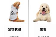 养宠新手和老手如何区分金毛犬的养护方法？