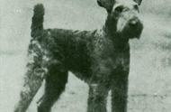 寻根问祖系列（107）：湖畔梗（Lakeland Terrier）的起源与特点