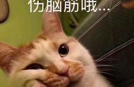 三种易掉毛的猫品种，你养对了吗？