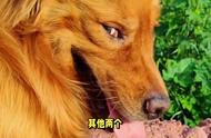 金毛犬：犬界最温暖的存在