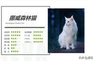 纯白系列：挪威森林猫的完美诠释