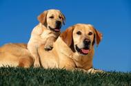 拉布拉多犬的6大特征，你的宠物是纯种吗？