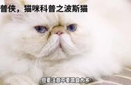 科普侠：猫咪科普系列之波斯猫篇（上）