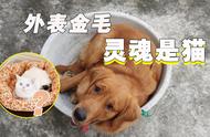 金毛犬的乱咬与暴冲行为：训犬师如何在两小时内解决问题