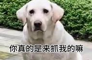 狗界的背锅英雄：拉布拉多围观热闹被误捕，警方释放后满脸无辜转为开心