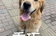 乐山禁止饲养的犬只，你了解吗？