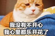 如果你尝试过养这几种“难养”的猫，那你真的太勇敢了